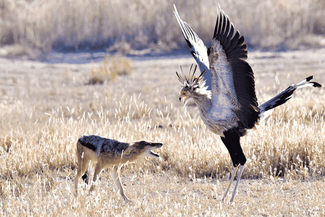 Clip: Vũ điệu hoang dã "mê đắm lòng người" của loài chim vừa săn được rắn, vừa bắt nạt được chó rừng châu Phi
