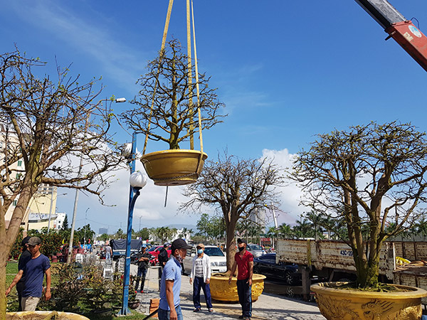 Đà Nẵng tổ chức hội thi mai vàng dịp Tết