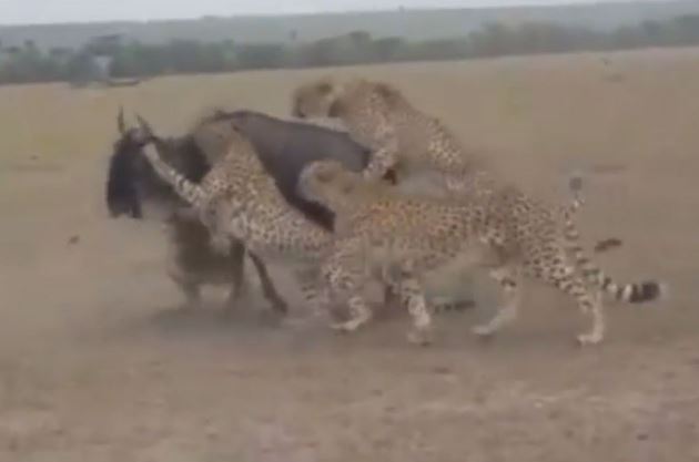 Clip: Báo săn “quây hội đồng” giết linh dương đầu bò