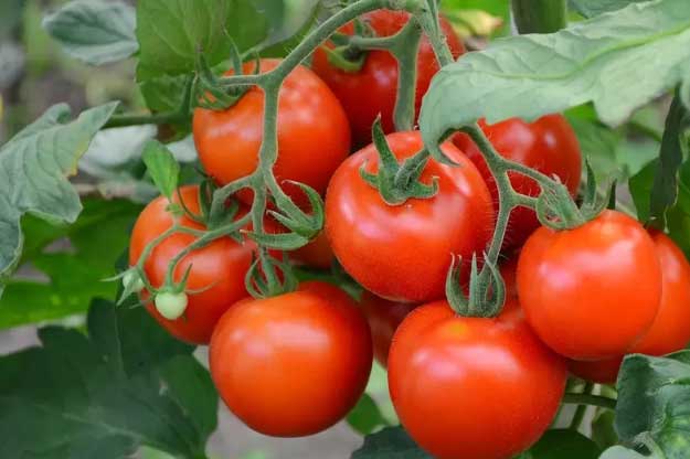 10 món ăn kích thích cơ thể sản xuất collagen ngừa lão hóa, mờ nếp nhăn và diệt trừ nhiều bệnh tật