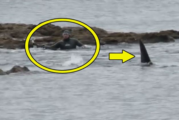 Clip: Sợ “xanh mặt” trước cảnh cá voi sát thủ rình bắt người