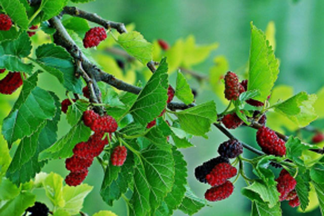 Các cụ dặn: 3 cây trồng trước nhà tiền tài tiêu tán, đem trồng sau nhà để trấn trạch, giữ của cải