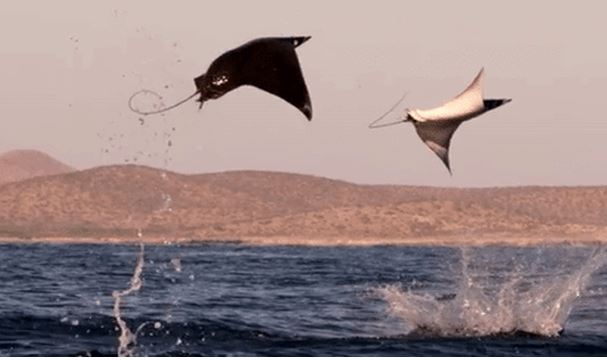 5 loài động vật có khả năng bay lượn cừ khôi dù không phải là chim