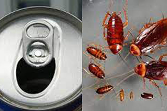 Lấy lon bia uống dở làm theo cách này, tiêu diệt lũ gián vĩnh viễn, đơn giản mà hiệu quả