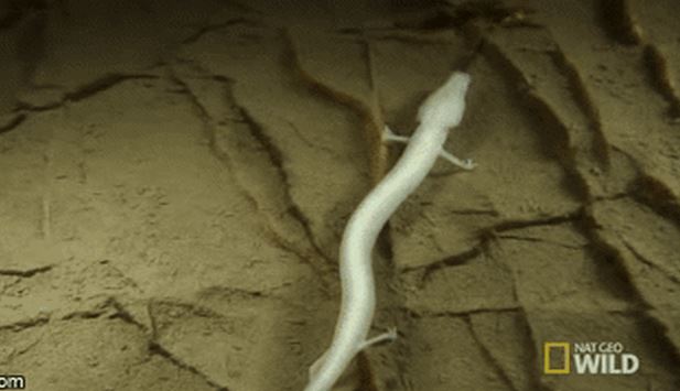 5 động vật nhịn đói giỏi nhất trên Trái đất: Có loài sống khỏe dù 30 năm không có thức ăn