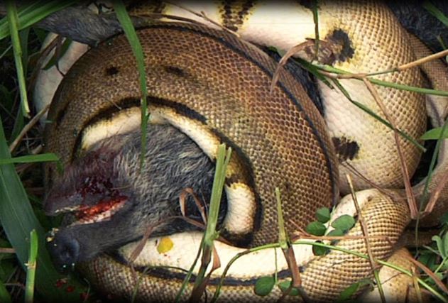 Clip: Trăn khổng lồ tóm gọn heo rừng trong chớp mắt