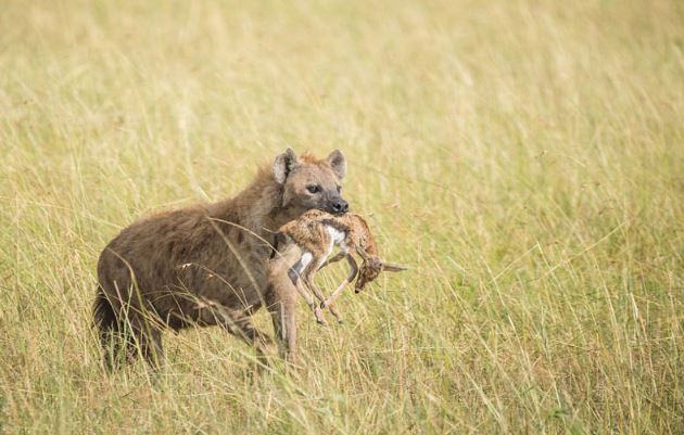 Linh cẩu “hành xác” linh dương con mới sinh