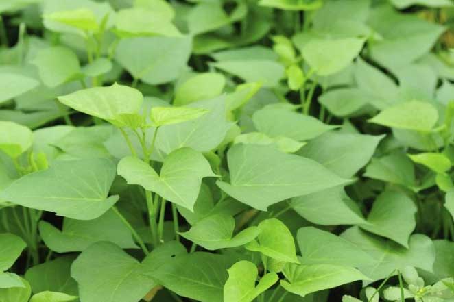 5 loại rau phụ nữ ăn nhiều giúp trẻ lâu, ngừa lão hóa và bệnh tật