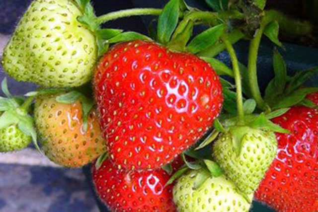 Dâu tây hỗ trợ giảm nguy cơ huyết áp và đột quỵ