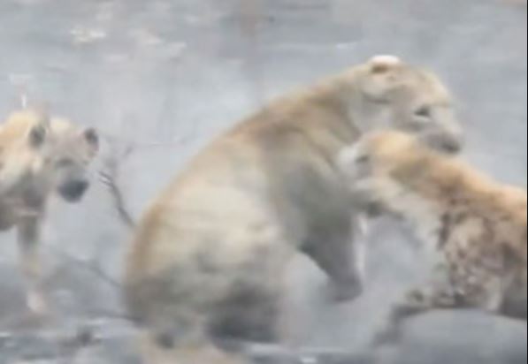 Clip: Sư tử cái trọng thương sau màn giao chiến với bầy linh cẩu