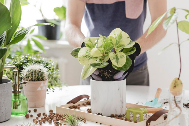 4 sai lầm hay mắc phải với cây trồng trong nhà