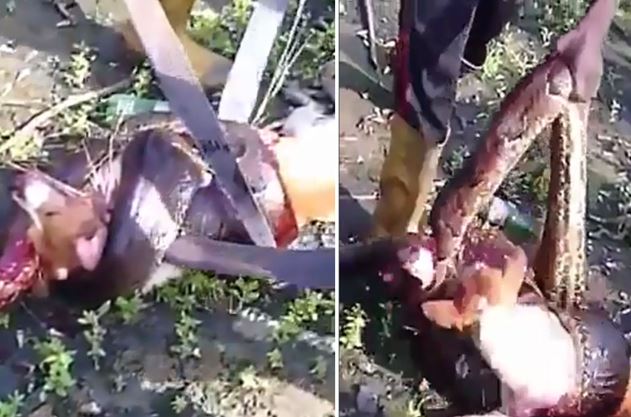 Clip: Trăn khổng lồ bị chém “banh xác” vì cả gan săn trộm chó