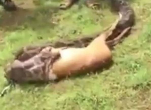 Clip: Trăn khổng lồ nuốt chửng nai với tốc độ chóng mặt