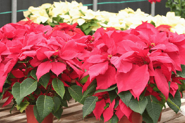 Trước cửa trồng 5 loại hoa này, con cháu đời đời hưởng phúc, không giàu cũng có của ăn của để