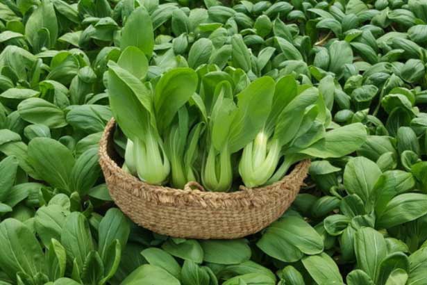 5 loại rau giàu canxi gấp 16 lần nước hầm xương, cao hơn cả sữa: Ăn vào mùa đông cực tốt cho cơ thể