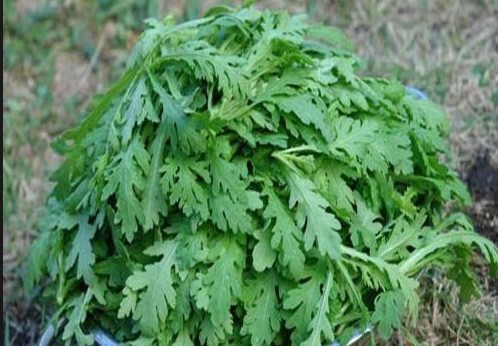 Cải cúc - loại ra không thể thiếu trong mùa đông với mọi nhà