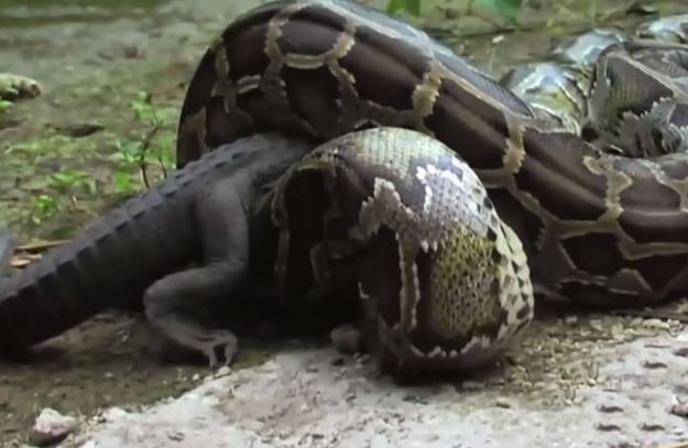 Clip: Cuộc tử chiến kinh hoàng giữa trăn khổng lồ và cá sấu