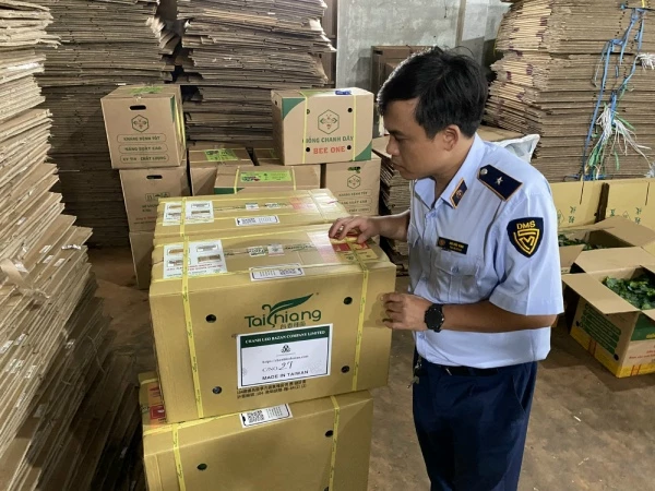 Cục QLTT tỉnh Gia Lai giám sát buộc tiêu hủy 172 thùng giấy carton đựng cây giống chanh dây giả mạo nguồn gốc.