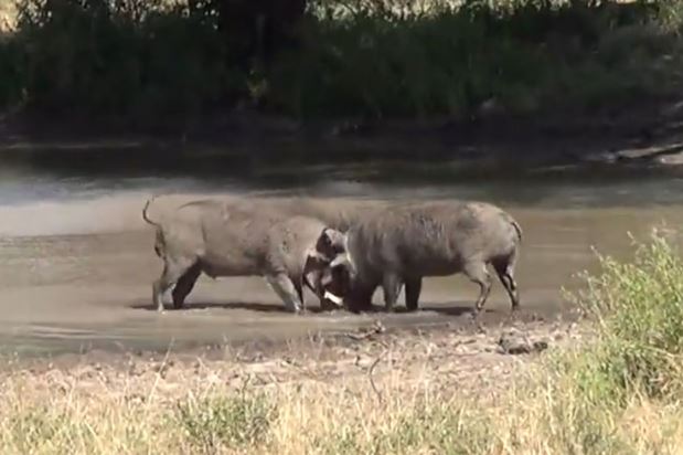 Clip: Màn hỗn chiến đẫm máu giữa 2 con heo rừng