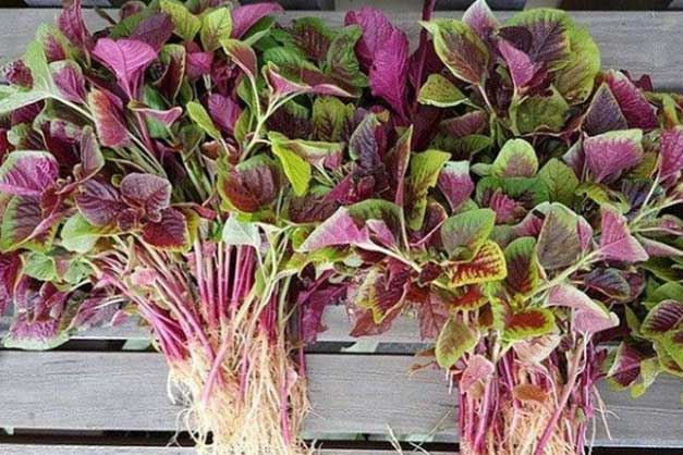 Đi chợ thấy 4 loại rau này nên mua ngay: Bổ hơn thịt, rẻ hơn thuốc, quý ngang nhân sâm tốt cho sức khỏe