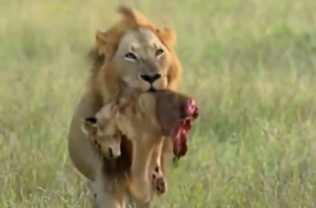 Clip: Rợn người trước cảnh sư tử xé xác con non