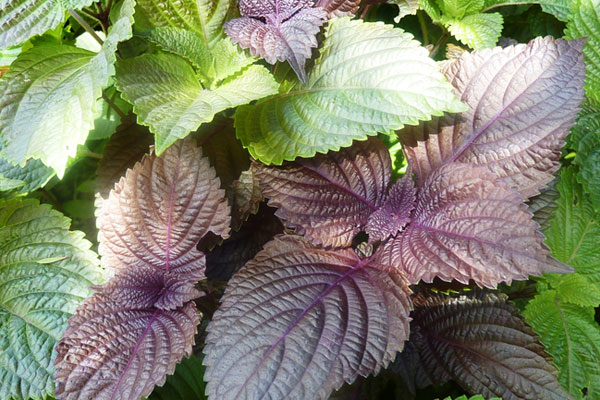 Rau thơm - "tiên dược" chữa bách bệnh nhiều người chưa biết