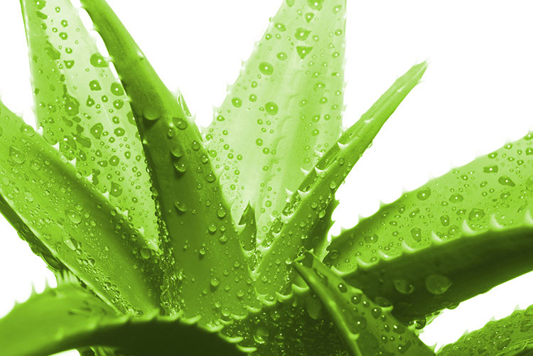 Cách làm trắng da mặt bằng nha đam