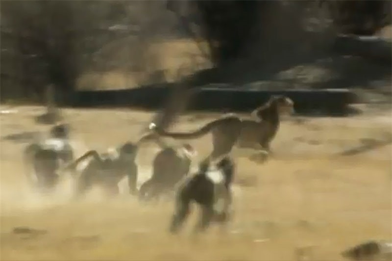 Đàn khỉ đầu cho truy đuổi báo săn.