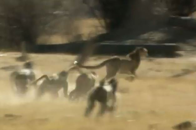 Clip: Báo săn bị khỉ đầu chó đuổi “chạy mất dép”