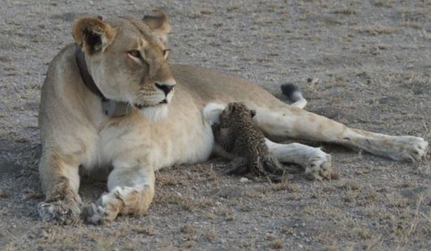 “Rớt nước mắt” nhìn cảnh sư tử cái cho báo con bú sữa