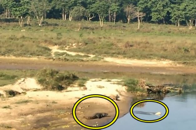 Clip: Liều lĩnh vượt sông, chó chết thảm trước hàm cá sấu