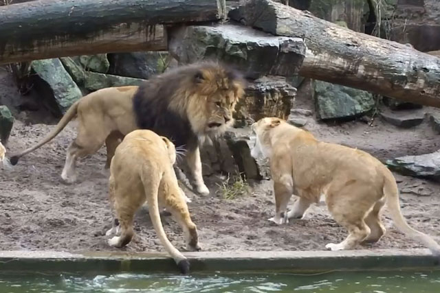 Clip: Sư tử “mắng chồng té tát” vì tội làm mất mồi