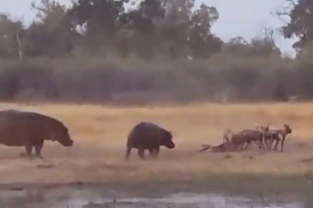 Clip: Hà mã lùa linh dương cho chó hoang giết chết