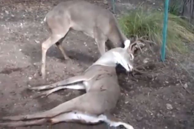 Clip: Hươu bị vặn “ngoẹo cổ” sau khi húc nhau với đồng loại