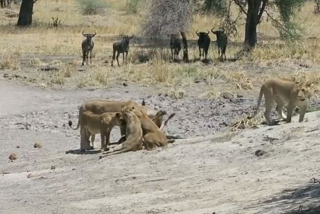 Clip: Linh dương đầu bò bỏ mạng vì bị sư tử tập kích bất ngờ