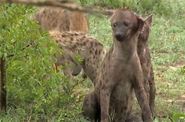 Clip: Kinh hoàng cảnh linh cẩu bị đồng loại cắn rớt tai