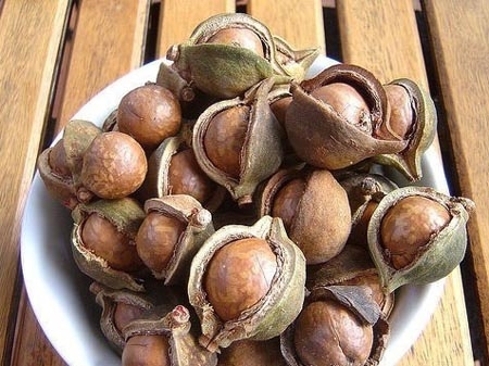 Loại hạt "thần thánh" chữa bách bệnh nhưng ít người biết