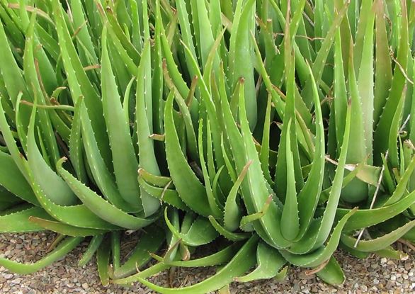 Nha đam - thần dược cho sức khỏe nhưng ít người biết