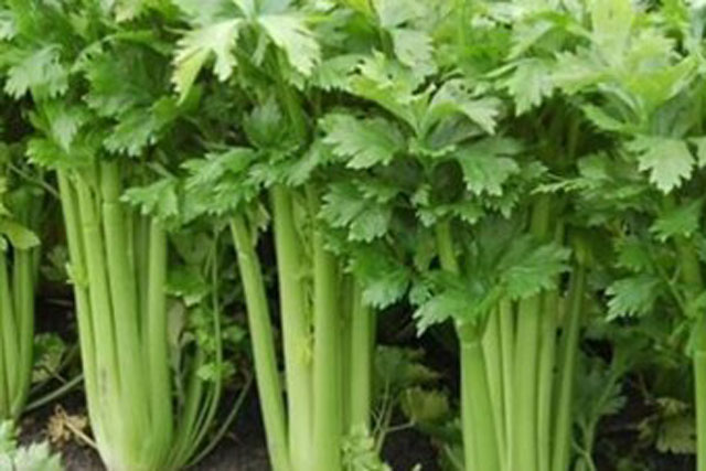 Món ăn bài thuốc từ cần tây trị cao huyết áp