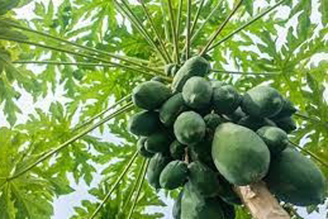 Lợi ích tuyệt vời của lá đu đủ