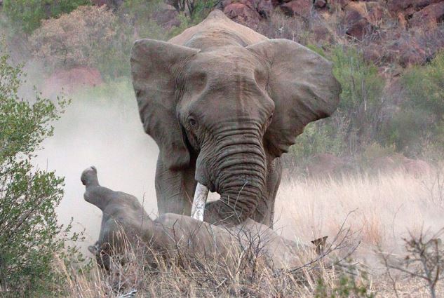 Kinh hoàng cảnh voi “điên” húc chết tê giác