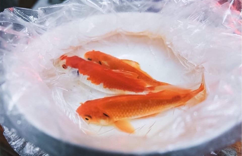 Cách chọn cá chép khỏe, đẹp cúng ông Công ông Táo