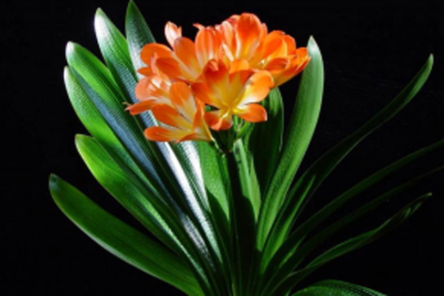 5 loại cây cảnh may mắn, hút tài lộc cho Tết 2023