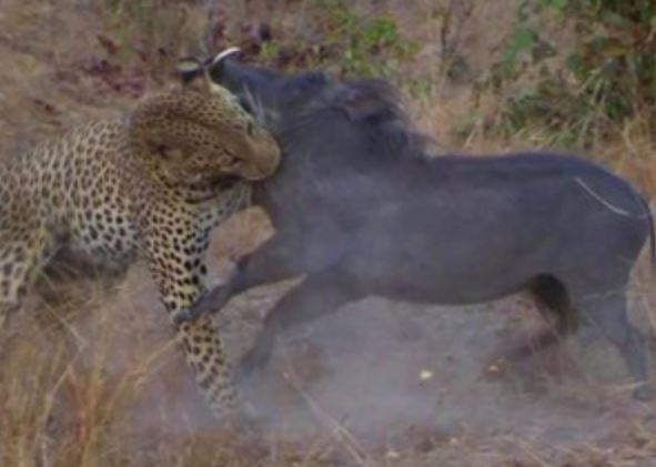 Clip: Báo đoạt mạng lợn rừng trong chớp mắt