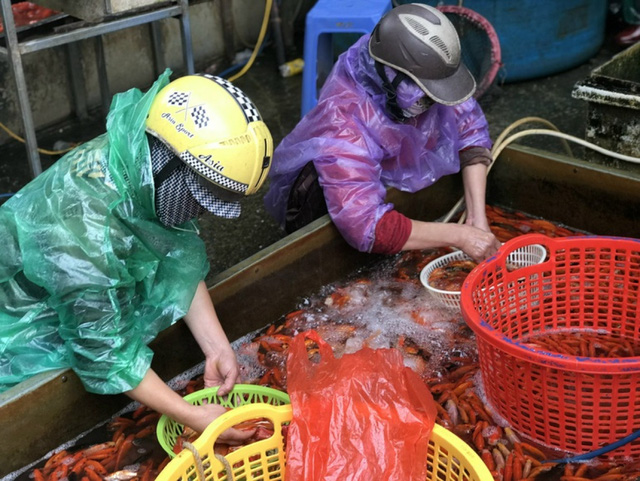 Cá chép cúng ông Táo năm nay rẻ hơn năm ngoái