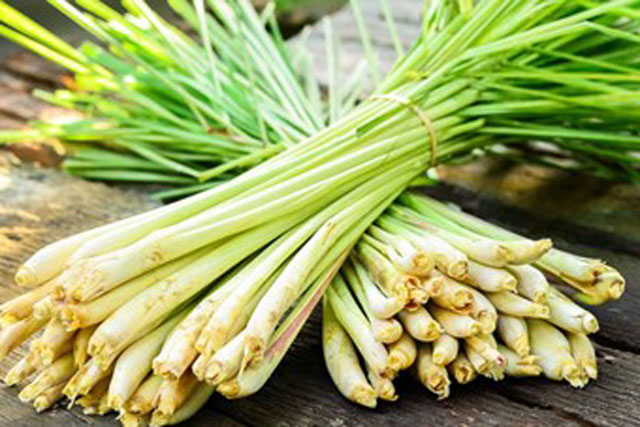 Công dụng bất ngờ của các cây thuốc nam có sẵn trong vườn