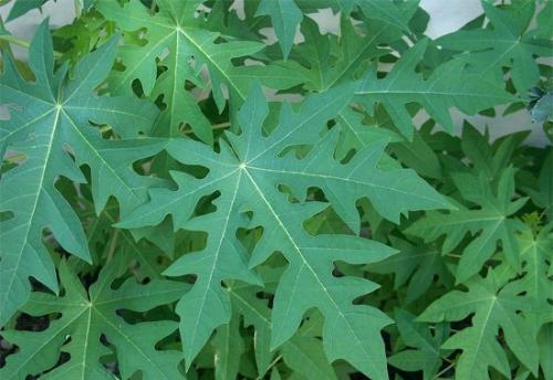 Lá đu đủ thần dược cho sức khỏe mà ít ai biết