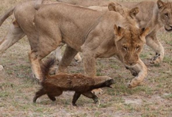 Clip: Hai chú lửng mật "xử đẹp" bầy sư tử
