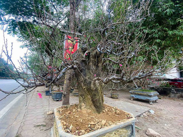 Ngắm gốc đào cổ thụ 100 năm tuổi được chào giá 368 triệu đồng