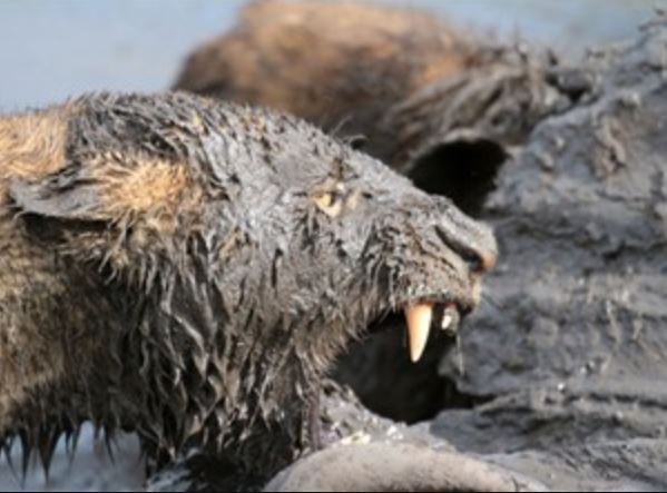 Clip: “Khiếp vía” trước cảnh sư tử cùng linh cẩu xé xác trâu rừng